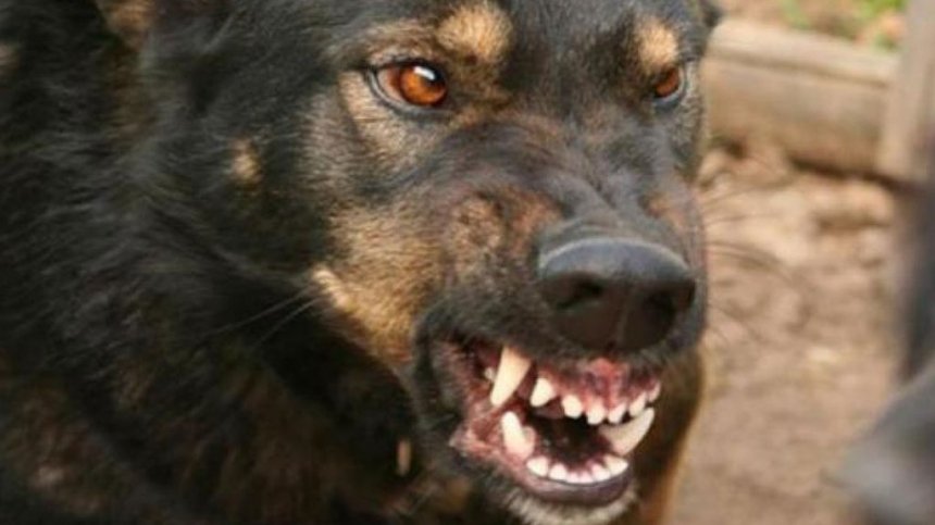 “Ворогові не побажаю пережити …”: У Бердянську зграя бродячих собак напала на матір з дитиною