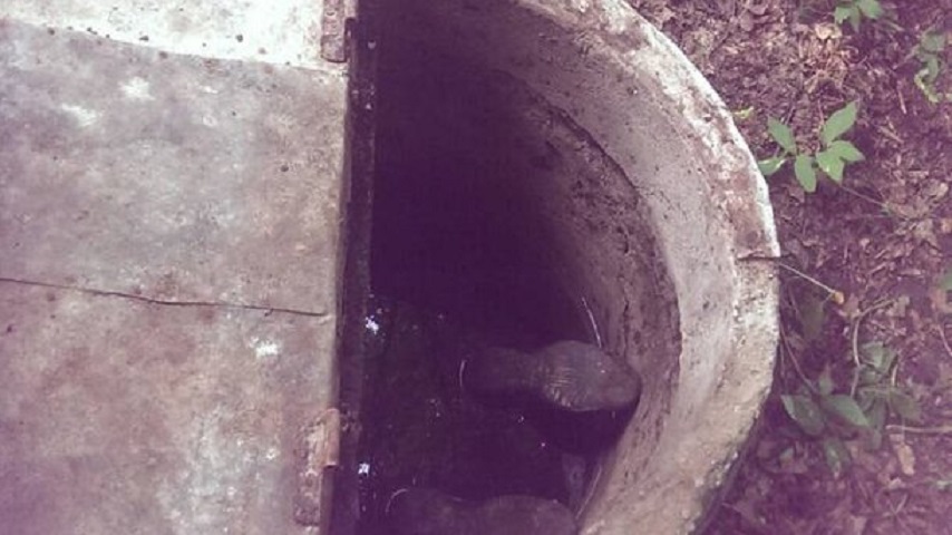 “Уже був без ознак життя …”: У Київській області чоловік втопився в колодязі