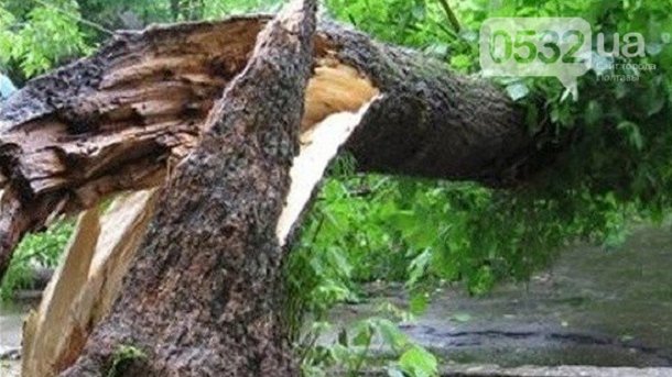 Постраждала ціла сім’я: У Полтавській області, через буревій на дитячий майданчик впало дерево