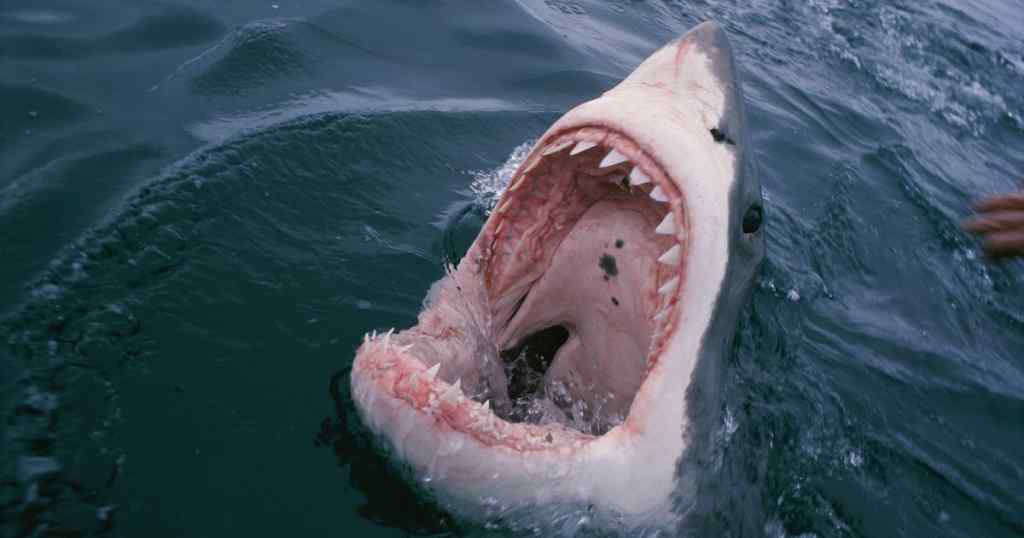 “Намагалася зробити яскраве селфі”: Модель стала жертвою агресивної акули