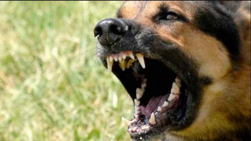 Жорстокі напади бродячих собак в Бердянську: постраждали юнак і дитина