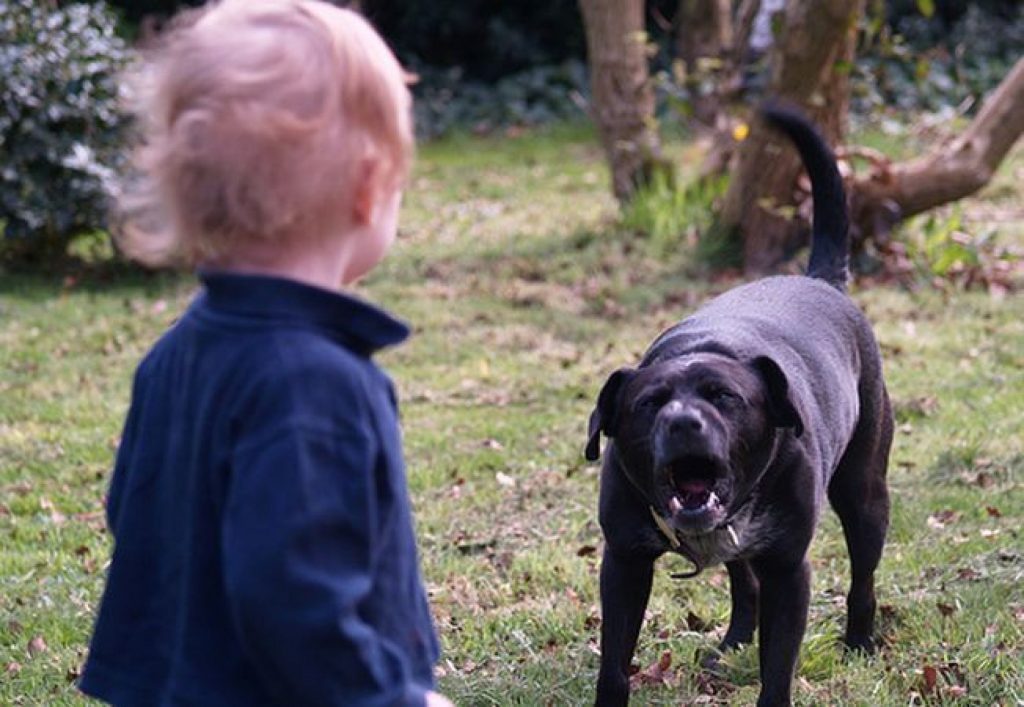“Поблизу під’їзду”: У Миколаєві бродячий собака вчепився в обличчя 4-річної дитини
