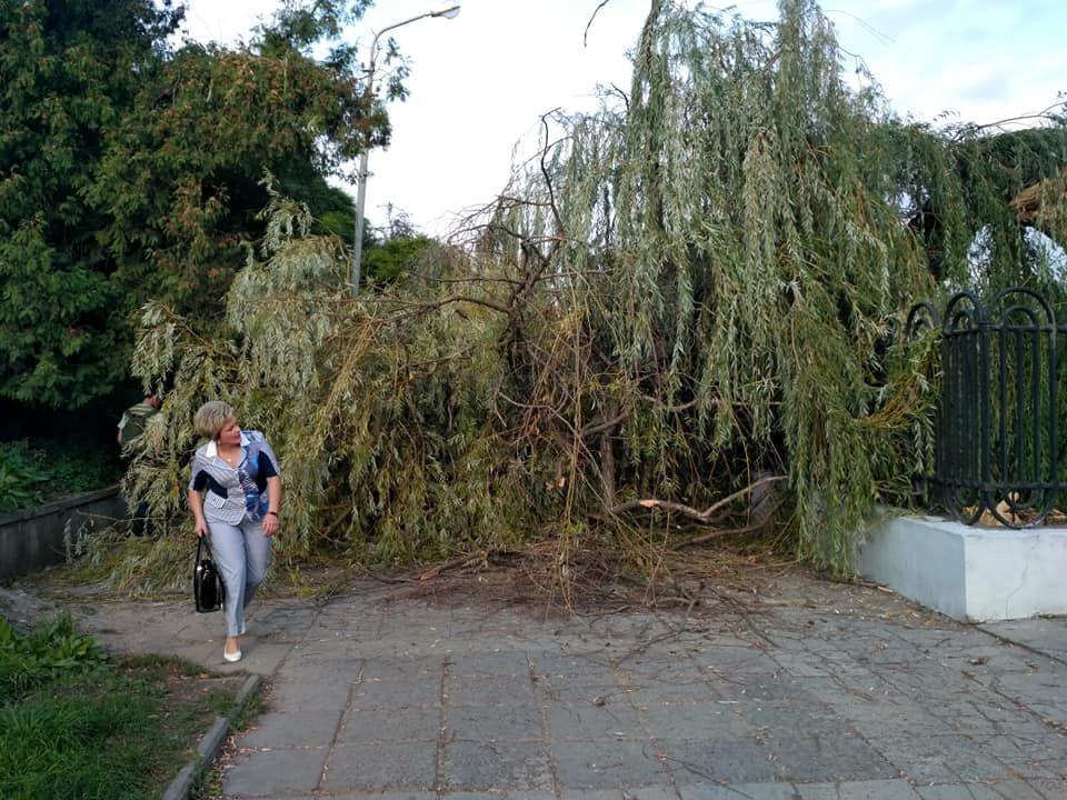 Повалені дерева та розтрощені зупинки: у Львові штормовий вітер “наробив біди”