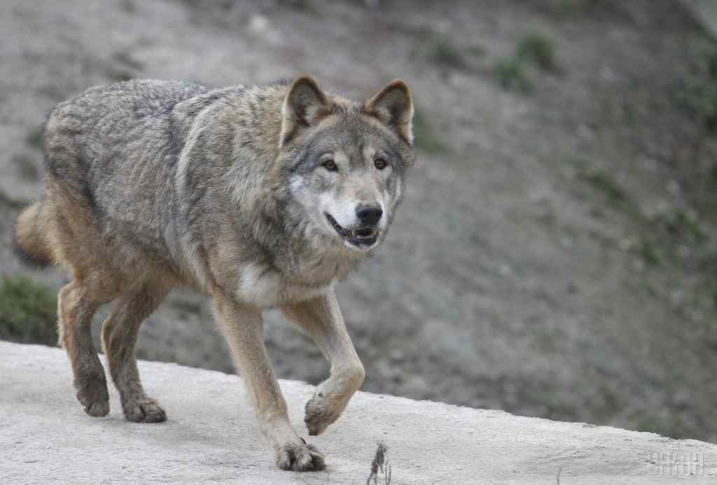 Мав намір розтерзати: у Тернопільській області на місцеву жительку напав вовк