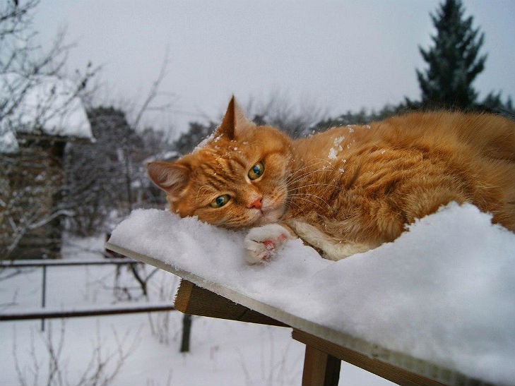 Налипання мокрого снігу та на дорогах ожеледиця: погода в Україні на 26 грудня