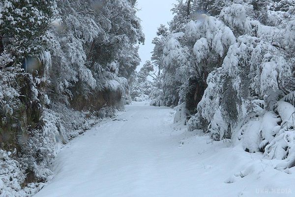 Сніг, дощ, хуртовини та нахабна ожеледиця: Прогноз погоди на 12 грудня