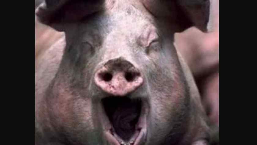 Хотіла нагодувати їх: домашні свині насмерть загризли жінку