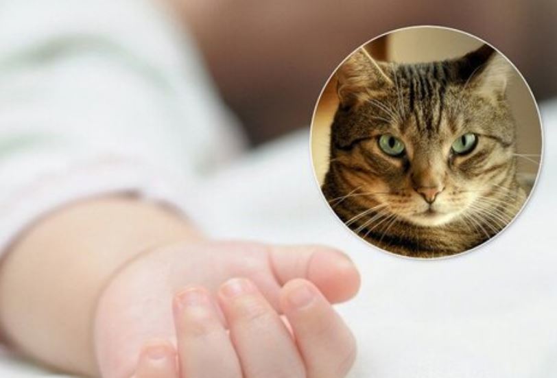 “Кіт-вбивця”: Трагічна смерть немовляти на Вінниччині. Мати просто відійшла на кілька хвилин