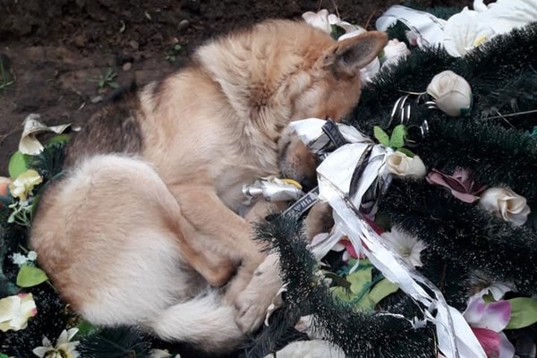 “Важко спокійно дивитись”: зворушливе фото собаки на могилі змусило плакати українців