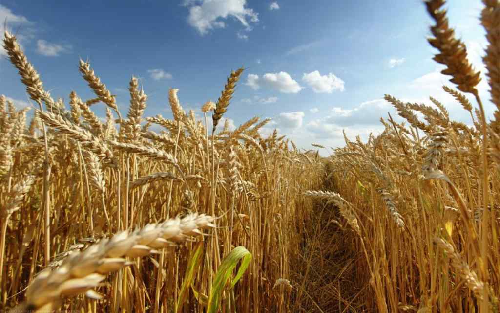 Брак пропозиції! Світові ціни на пшеницю оновили рекордні показники 2008 року.