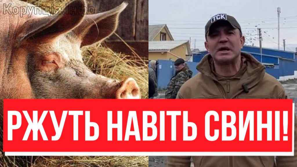 Свинячий король! Тищенко пробив дно: ТСК по дискримінації свиней – хохма, українці дусяться зі сміху